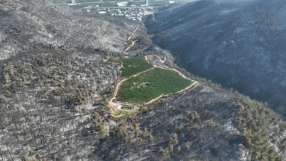 Şaşkına çeviren görüntü: Bir tek orası yemyeşil kaldı