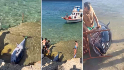 Çeşme’de kıyıya vuran orkinoslar için inceleme başlatıldı