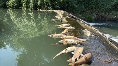Toplu balık ölümleri başladı: Bakanlık harekete geçti