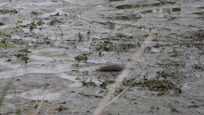 Balıklar aynı noktaya yığıldı! Gölet neredeyse yok oldu