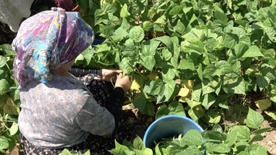 Çiftçi 'paydos' diyor: Seneye ekmeyeceğiz