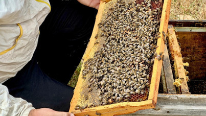 Tunceli balına Londra'da altın madalya