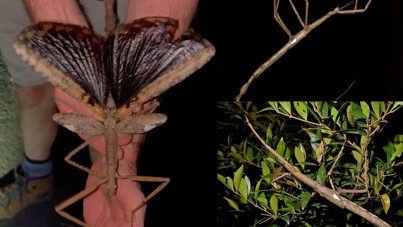 Yeni böcek türü keşfedildi: 40 santimetre uzunluğunda