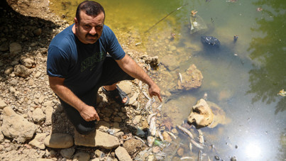 Gelin Düşen Deresi can çekişiyor! Yüzlerce çiçek balığı öldü