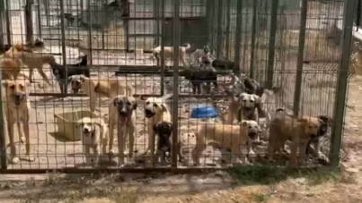 Barınaktaki hayvanlar açlık ve susuzluktan öldü