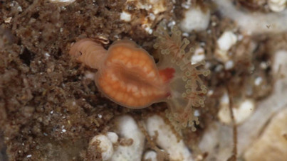 50 yıldır nesli tükendi sanılıyordu, meğer yaşıyormuş