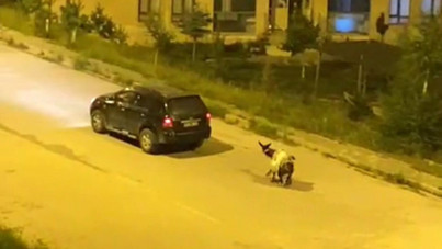 Eşeği arabaya bağlayıp sürüklediler