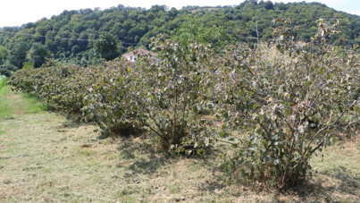 Net konuştu: Kilosu 250 liranın üzerinde olmalı