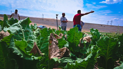 Tepki büyük: Tohumu 45 liradan aldık, sattığımız fiyat 28 TL