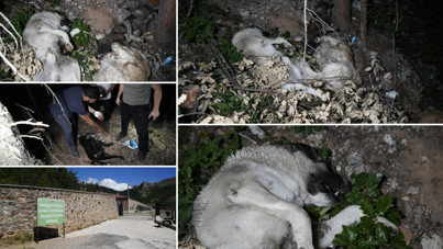 Barınak skandalı büyüyor! Ormanlık alanda da ölü köpekler bulundu