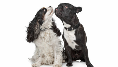 Bilimsel araştırma: İlk kez köpek sahiplenecekler bu cinslerden uzak dursun