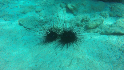 Ege Denizi'nde yeni tehlike: Uzun dikenli deniz kestanesi kıyılarımızı istila ediyor