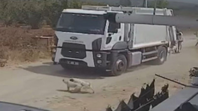 Vahşet: Ezerek öldürdükleri köpekleri çöp kamyonuna atıp götürdüler