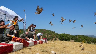 Kene mücadelesinde 1 milyona yakın keklik doğaya salındı