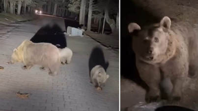 Ayıları görmek için hayatını riske attı