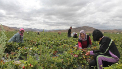 Bayburt’ta kadınlara umut olan çilek üretimi: “Bayburt çileğinin tadı ve aroması farklı”