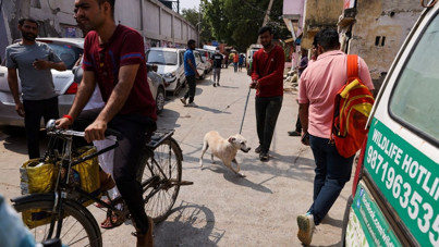 Hindistan'da 'sahipsiz köpek' kararı: Serbest bırakılıyorlar