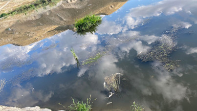 Gölette korkutan manzara: Yüzlerce balık ölü bulundu