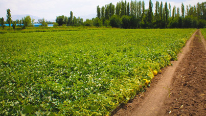 Fiyatlar arasında uçurum var: Tarlada 9 TL'ye, markette 25 TL'ye satılıyor