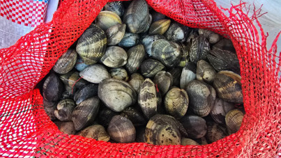 Kaçak kum midyesi avı pahalıya patladı: 3 kişiye 2 milyon lira ceza