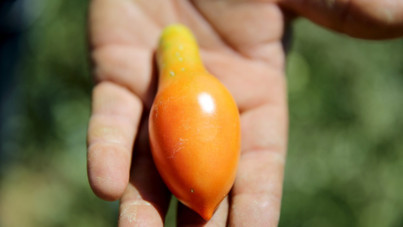 Kanser acısı onu organik tarıma yöneltti: Ata tohumuyla 250 çeşit ürün yetiştiriyor