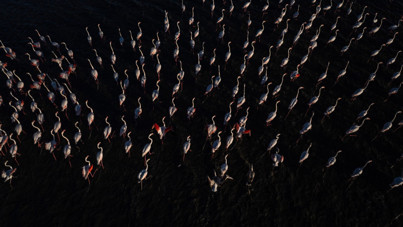 Yozgat'ın zarif misafirleri