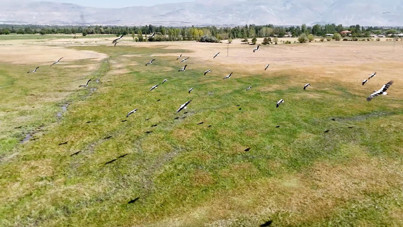 Afrika’dan yola çıkan leylekler Erzincan’da mola verdi