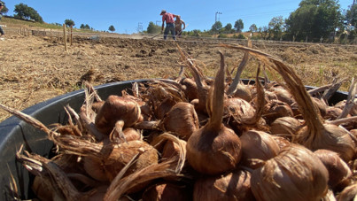 Soğanlar toprakla buluştu! Kilosu 450 bin TL