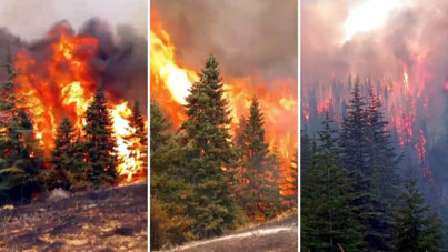 Arıları sakinleştirmek isterken ormanı yok edecekti