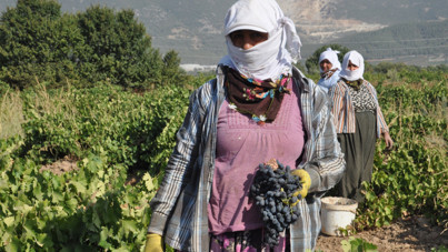 Üzümde yarı yarıya kayıp