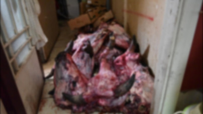 Sofralara gelecekti: Yumurtadan böcek çıktı, ekipler şoke oldu