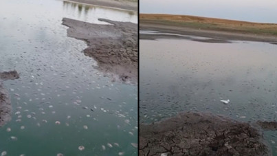 Su buharlaştı, balıklar can verdi