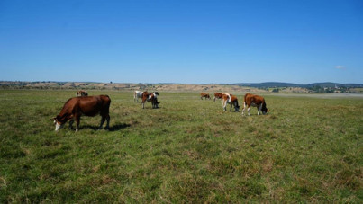 Su metrelerce çekildi: Bir zamanlar balıklar yüzüyordu, şimdi inekler otluyor