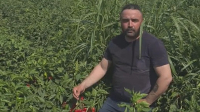 Tarlada diz çöküp isyan etti: Ben 8 liradan satıyorum, halk 70'e yiyor