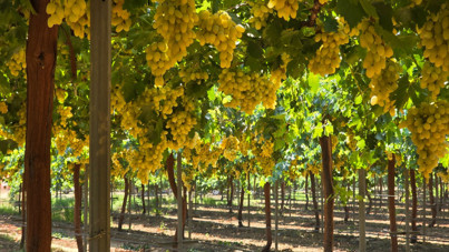 Bağ bozumu başladı: Beklenti 85 bin ton