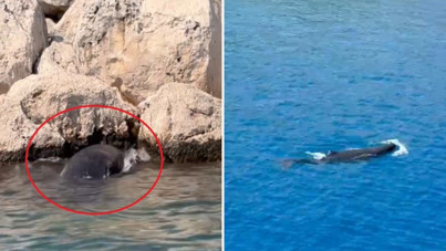 Antalya'da yavru balinanın zor anları: Yaralı kurtarıldı