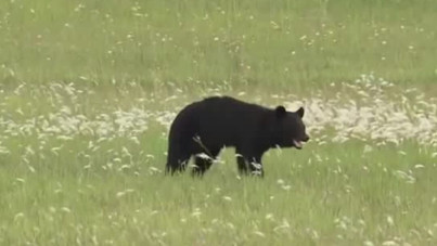 Ayı saldırısı sanıldı, oğlu öldürdü