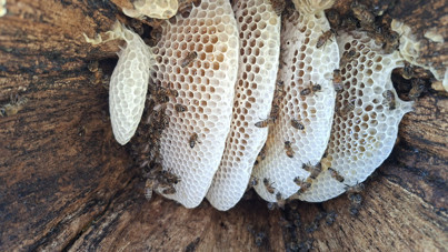 Hasat başladı: Kilosu 3 bin 500 TL