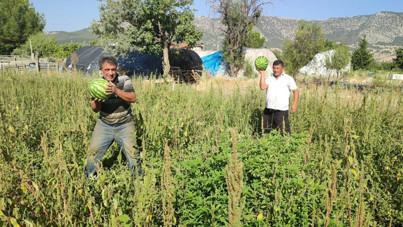 Tarladan kendi toplayana karpuz bedava