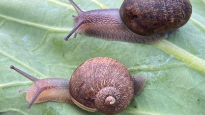 Bir tuhaf kampanya: Nadir salyangoz Ned'e eş aranıyor