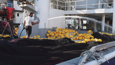 Bu senenin gözdesi hamsi ve palamut