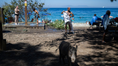 Domuzların plaj keyfi