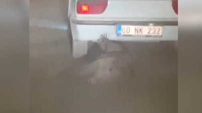 Yaban domuzunu otomobilin arkasına bağlayıp sürükledi