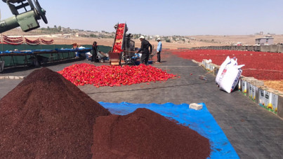 Şanlıurfa'da acı serüven: Kilosu 350 liradan başlıyor