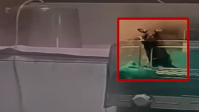 Yenidoğan ünitesinde fare dehşeti: Bebekler öldü