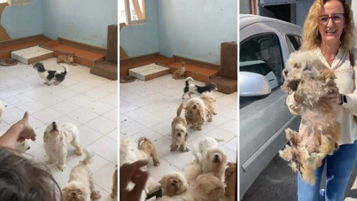 20 köpek kurtarıldı