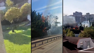 Ağaçları kasten yaktı, gözaltına alındı