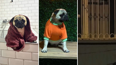 Alf öldü, hukuk savaşı başladı