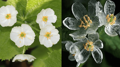 Skeleton flower: Yağmurla birlikte görünmez olan gizemli çiçek