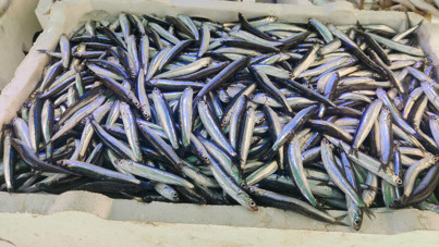 Tezgaha düştü: Kilosu 200 TL